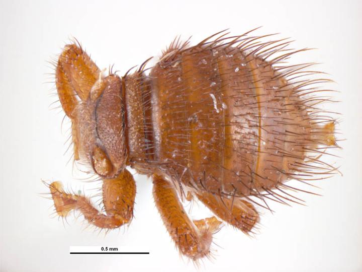 Bienenlaus (<i>Braula coeca</i>)